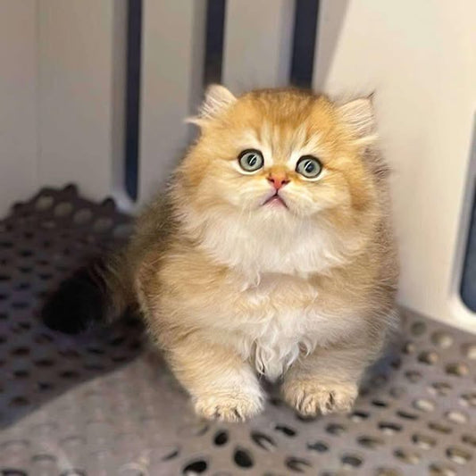 British Longhair