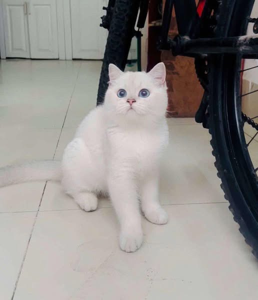 British Shorthair