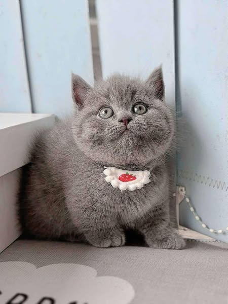 Munchkin