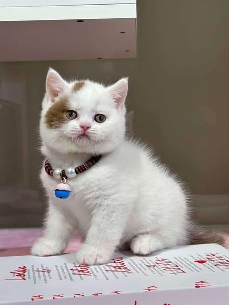 Munchkin