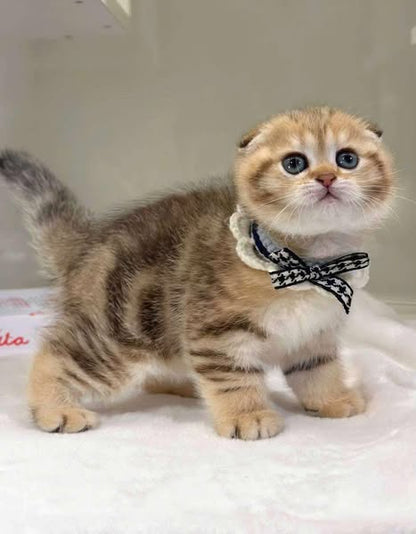 Scottish Fold