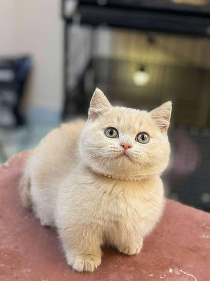 Munchkin