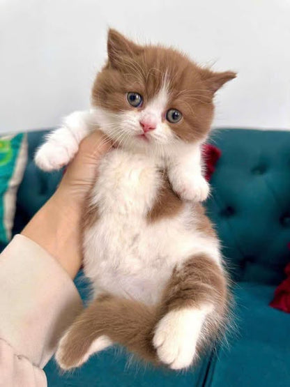 Munchkin