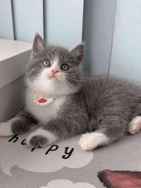 British Shorthair