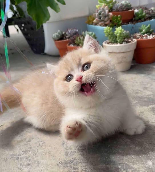 Munchkin