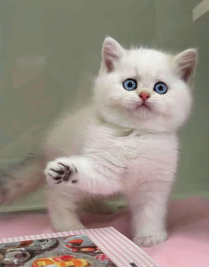 British Shorthair