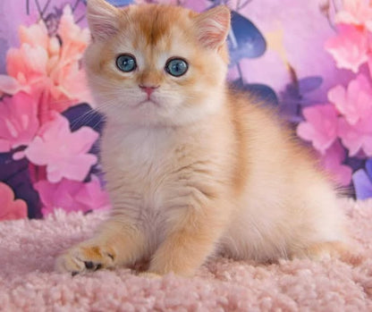 British Shorthair