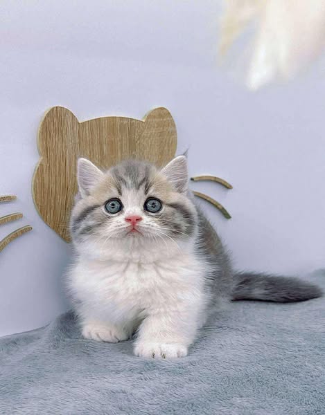 Munchkin