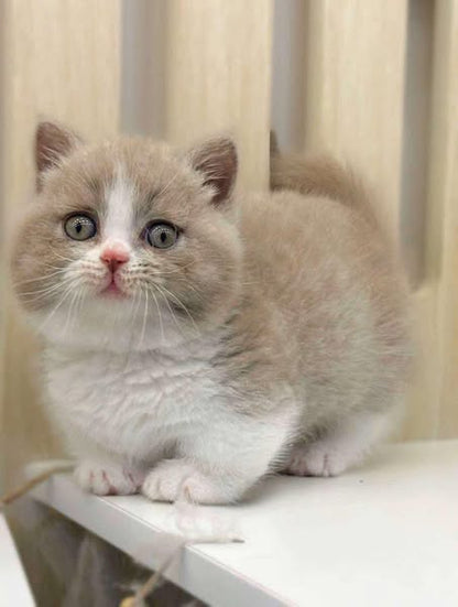 Munchkin