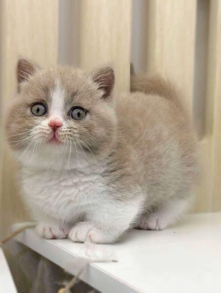 Munchkin