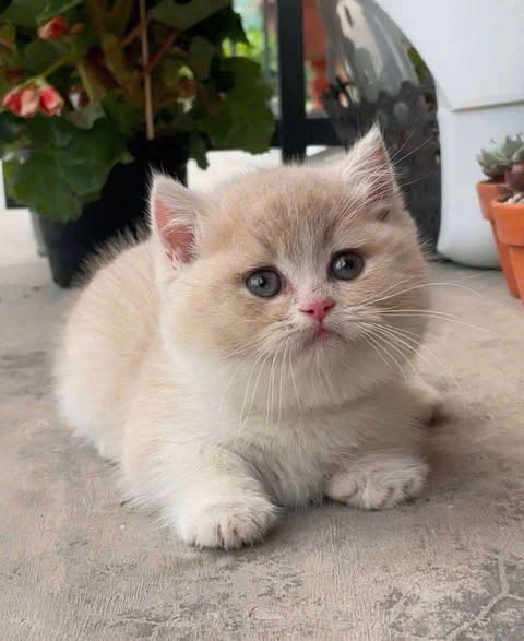 Munchkin