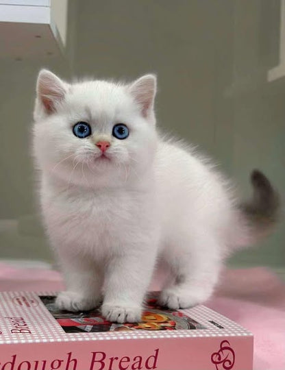 British Shorthair