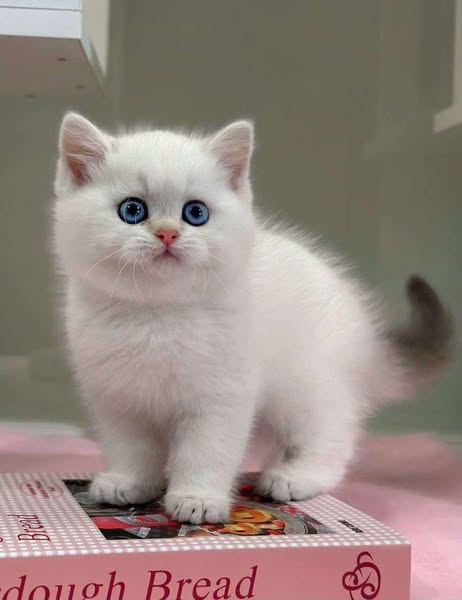 British Shorthair