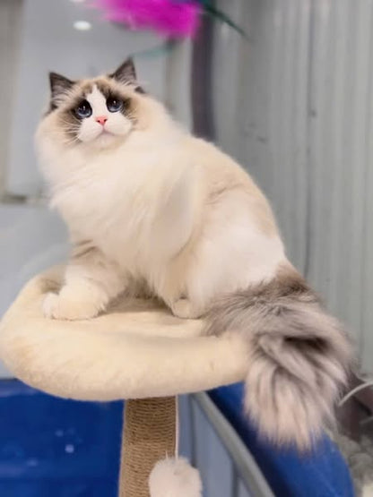 Ragdoll
