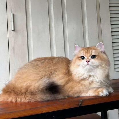 British Longhair