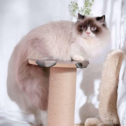 Ragdoll