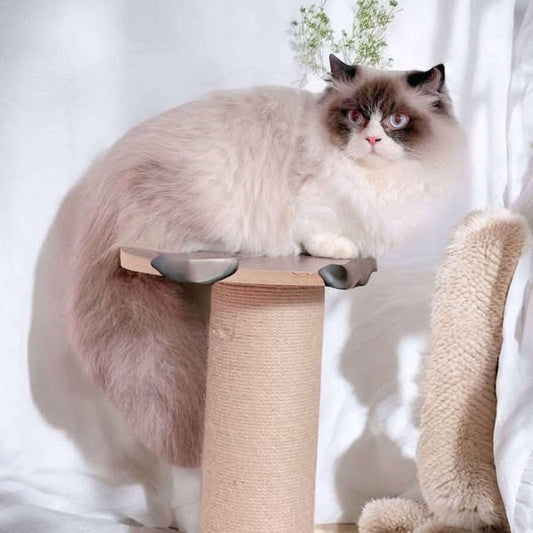 Ragdoll
