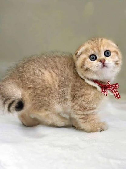 Scottish Fold
