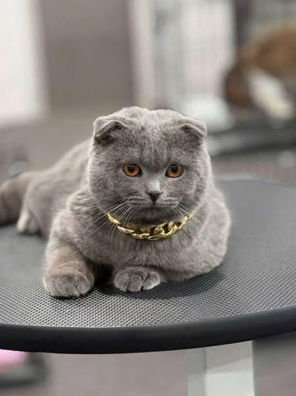 Scottish Fold