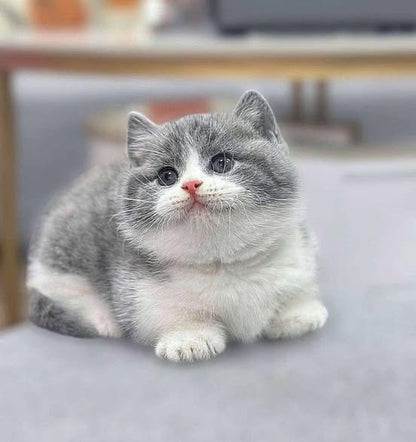 Munchkin