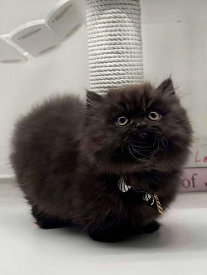 Munchkin Longhair