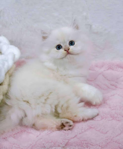 British Longhair