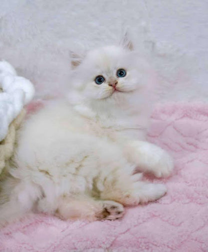 British Longhair
