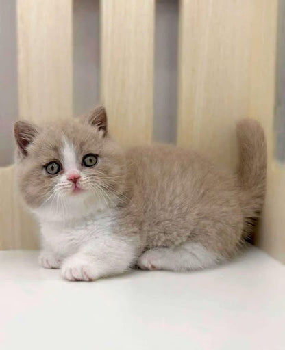 Munchkin