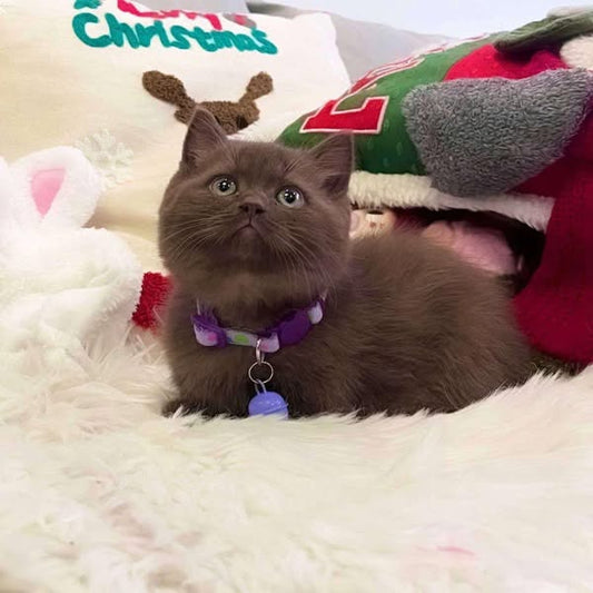 Munchkin