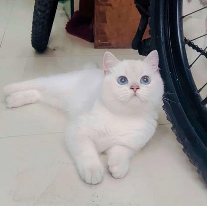 British Shorthair