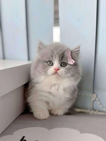 Munchkin Longhair