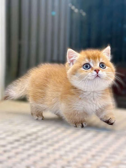 Munchkin