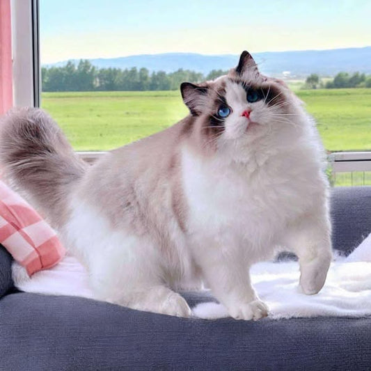 Ragdoll