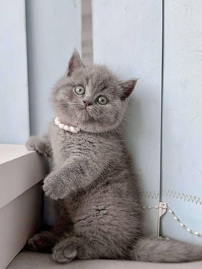 Munchkin