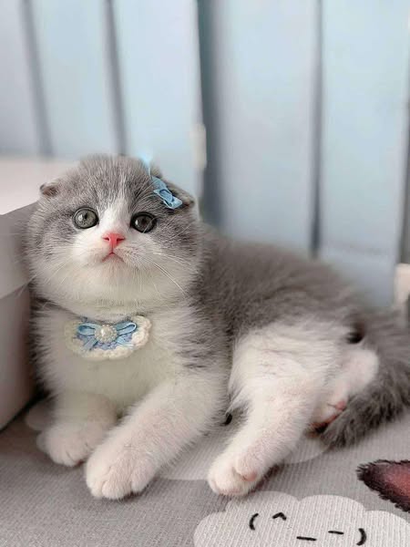 Munchkin Fold
