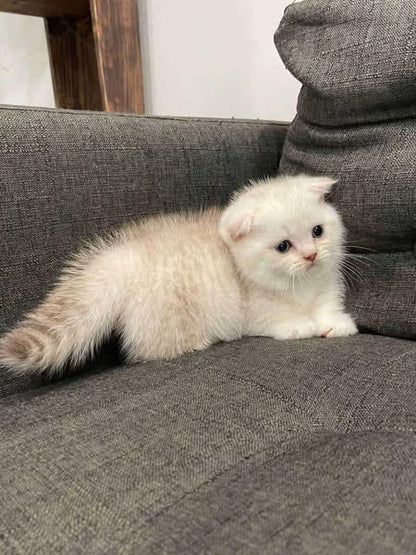 Munchkin Fold