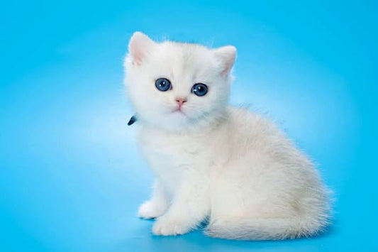 British Longhair