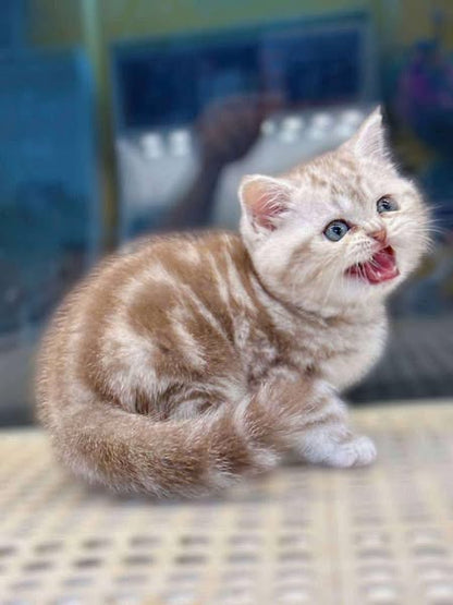 British Shorthair