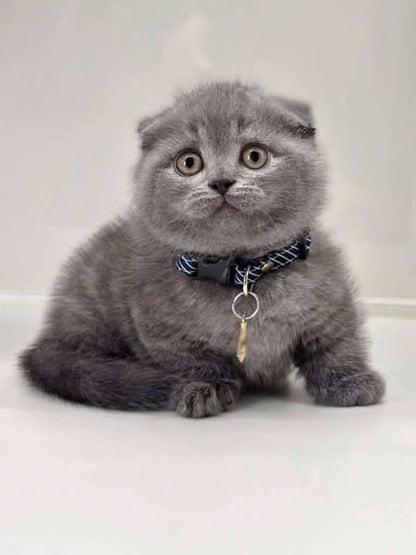 Munchkin Fold