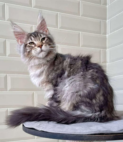 Maine Coon