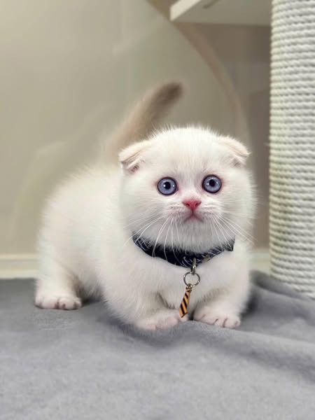 Munchkin Fold
