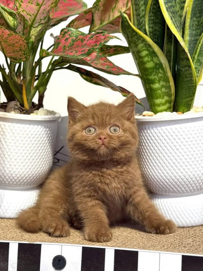 British Shorthair