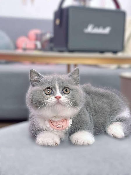 Munchkin