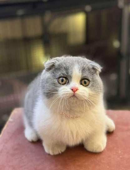 Munchkin Fold