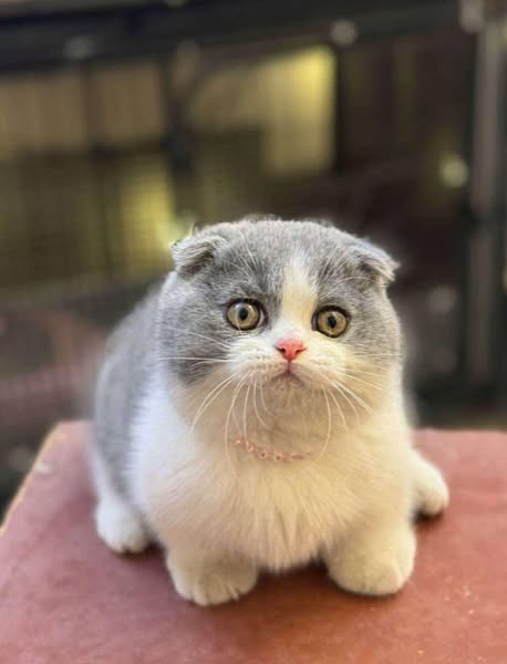 Munchkin Fold