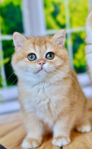 British Shorthair