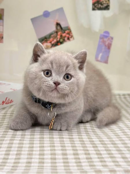 Munchkin