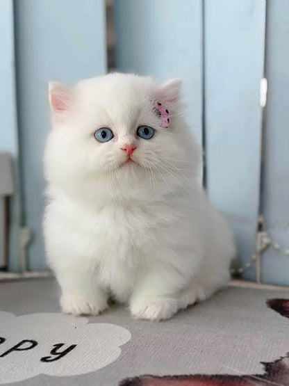 Munchkin Longhair