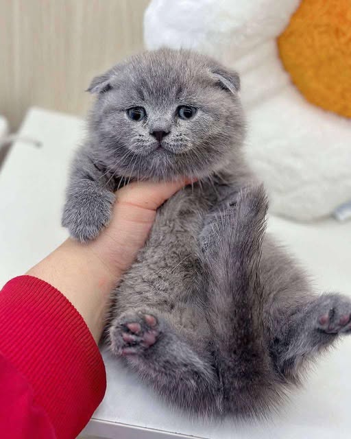 Munchkin Fold