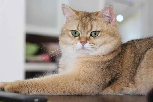 British Shorthair
